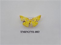 藏品(尺蛾318)的圖片